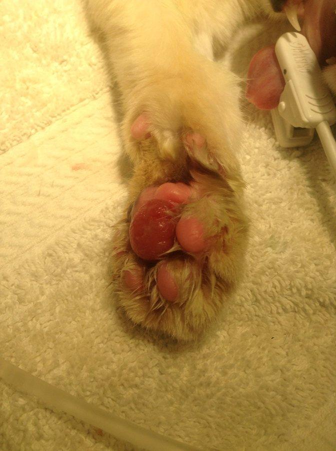 Erforschung der Pododermatitis bei Katzen