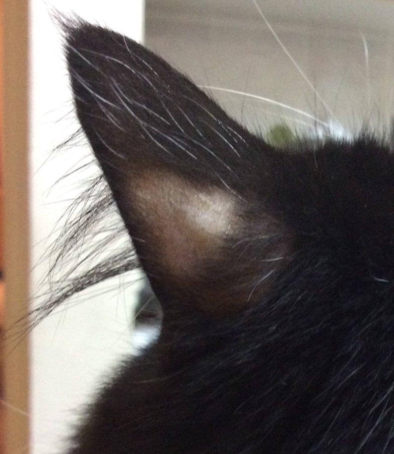 Explorando a alopecia de gatos nas orelhas