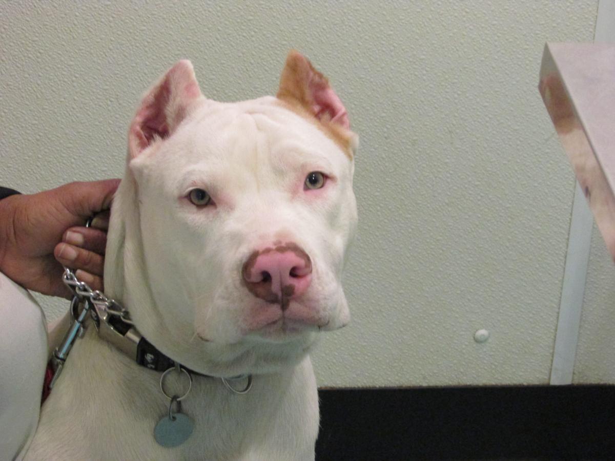 Corte de orelha de Pitbull: um guia abrangente para propósito, procedimento e cuidados