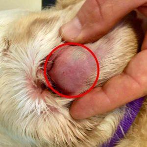 chronic red ears in chihuahuas​