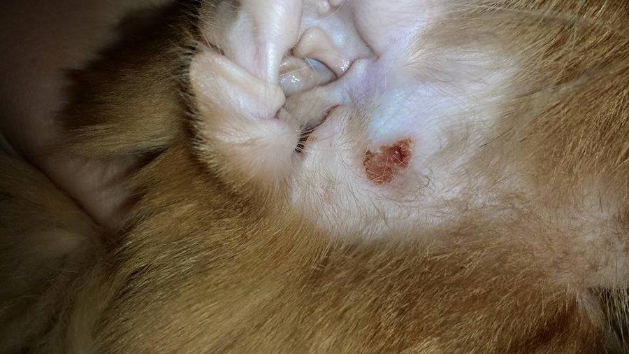scabs on cats ears​