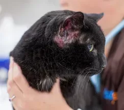 Außenohranatomie der Katze
