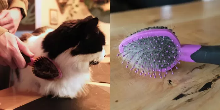 how to dry clean a cat​