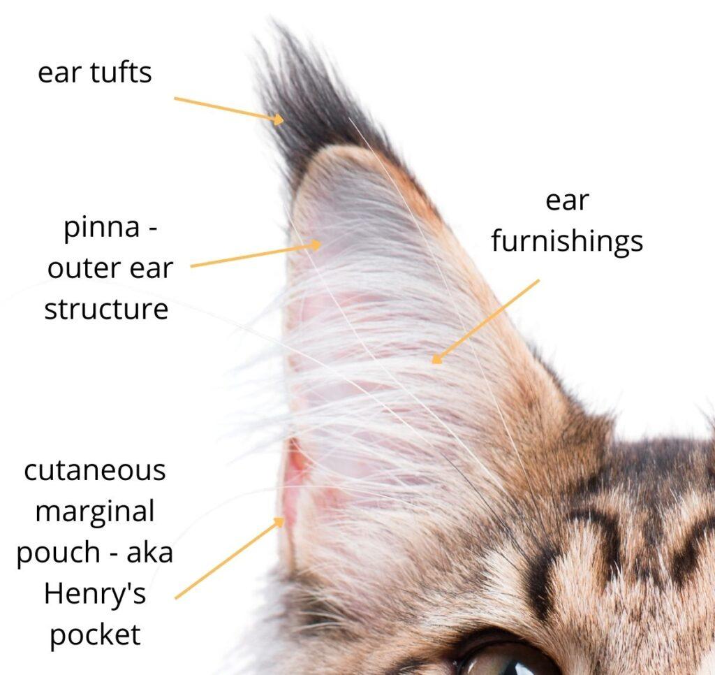 tufos de orelha em gatos domésticos