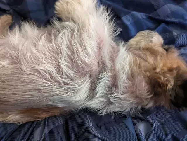 Pele gordurosa para cães: remédios para ajudar