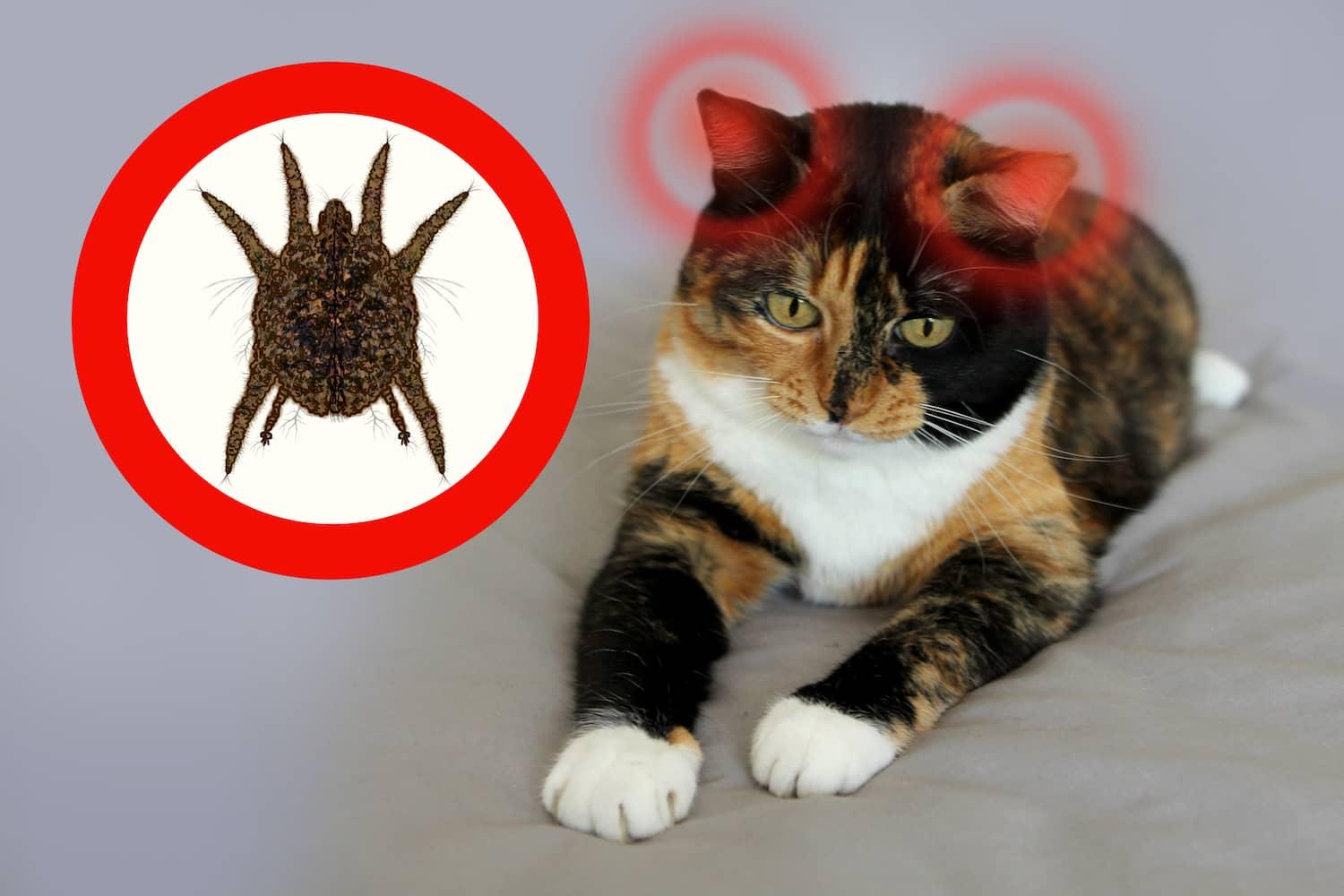 cleaning cats ear with mites​
