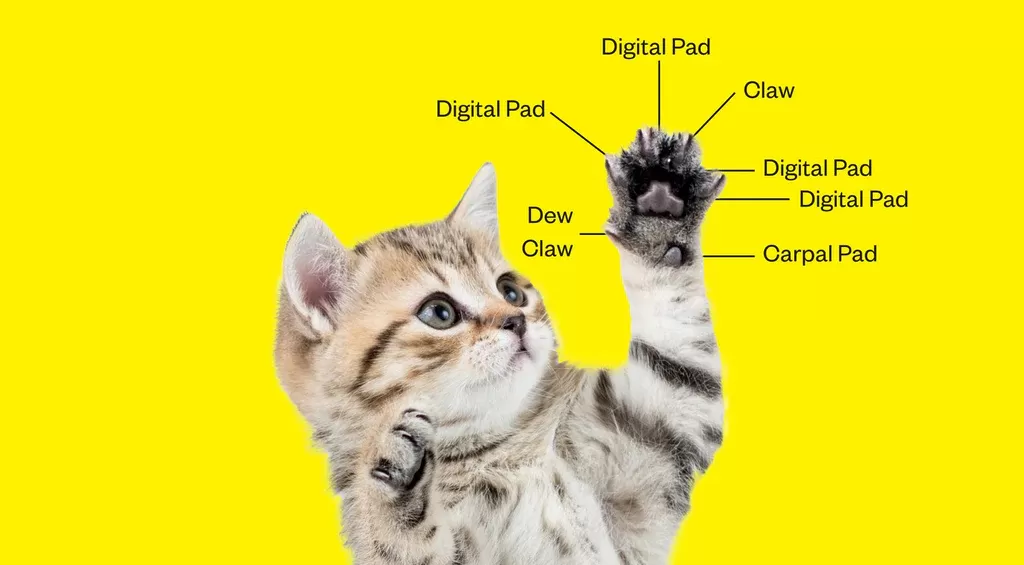 Anatomie de la patte de chat