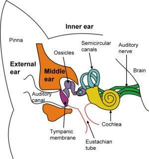 Anatomie des Außenohrs der Katze