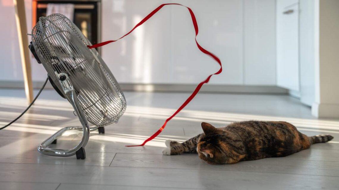 os gatos superaquecem no verão