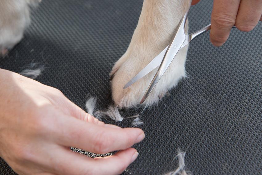 köpek pençeleri ayak parmakları arasında kırmızı Ev ilaçları: önleme