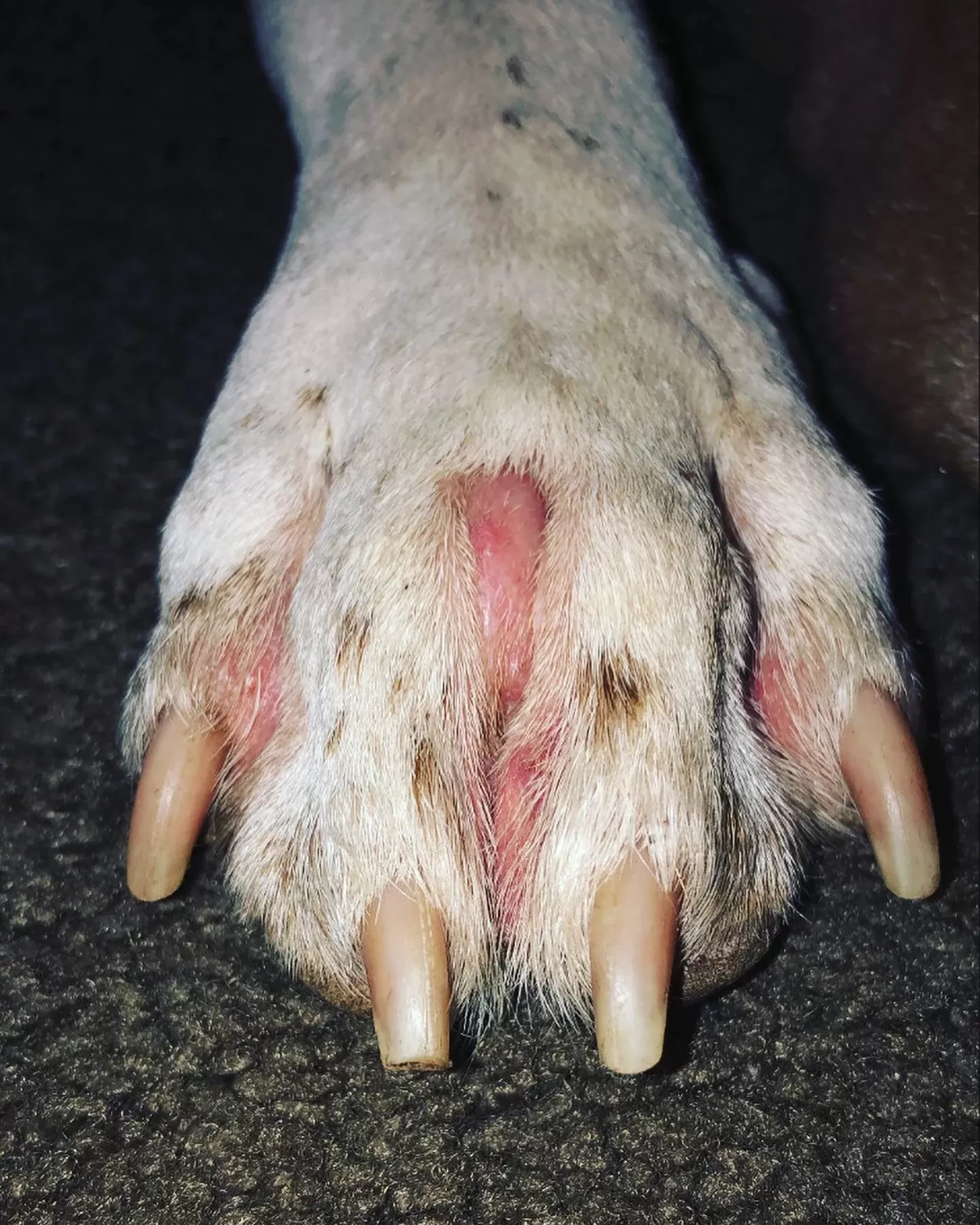 köpek pençeleri kırmızı ayak parmakları arasında ev ilaçları