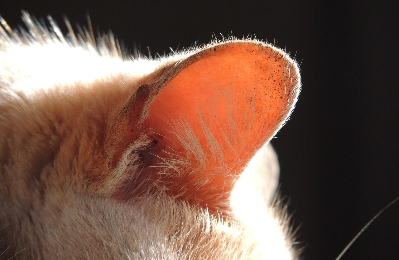Um guia completo para a anatomia da orelha externa do gato