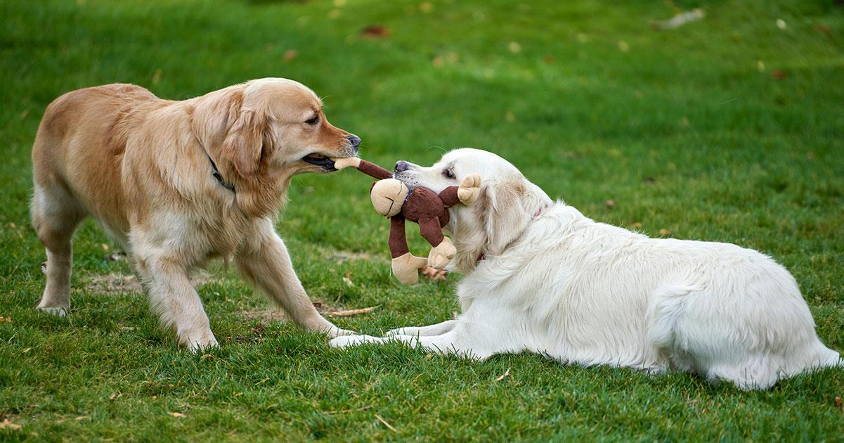 Guardia de recursos en perros