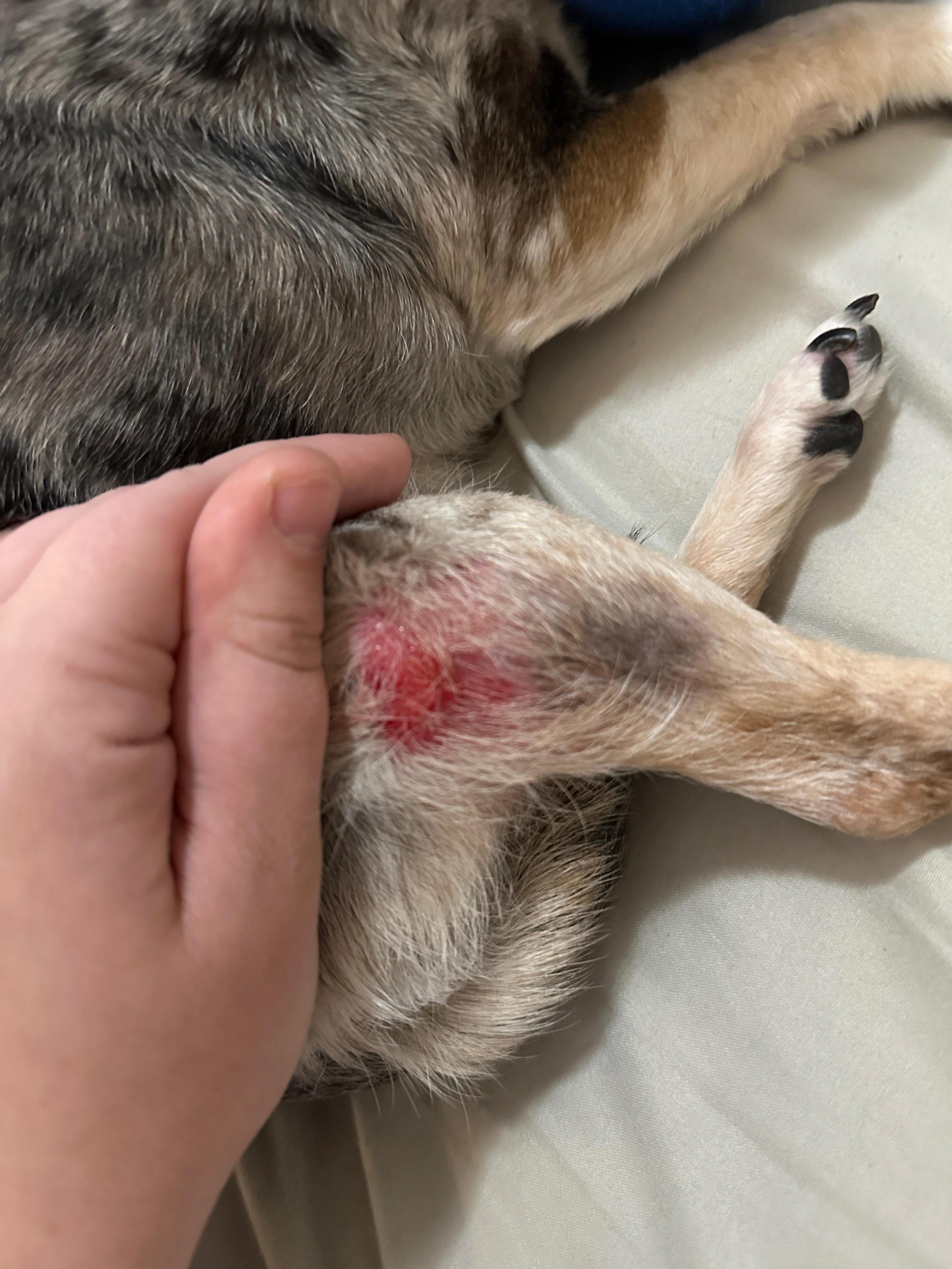 el perro se rasca la piel en carne viva