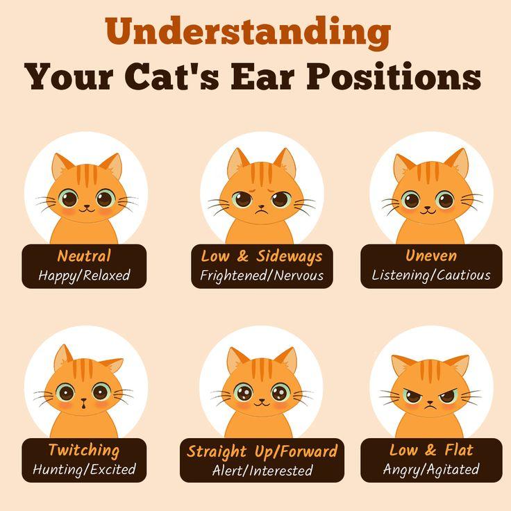 signification de la position des oreilles de chat