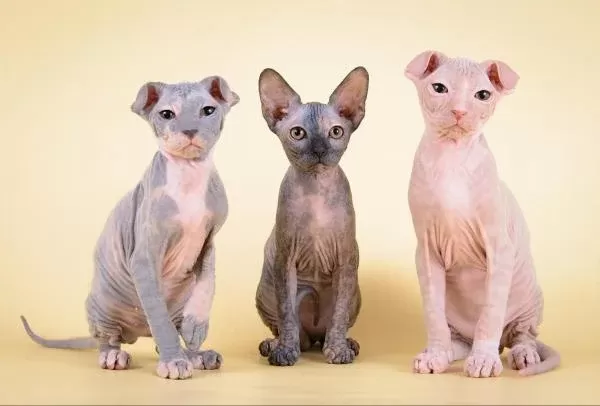 kel kedi