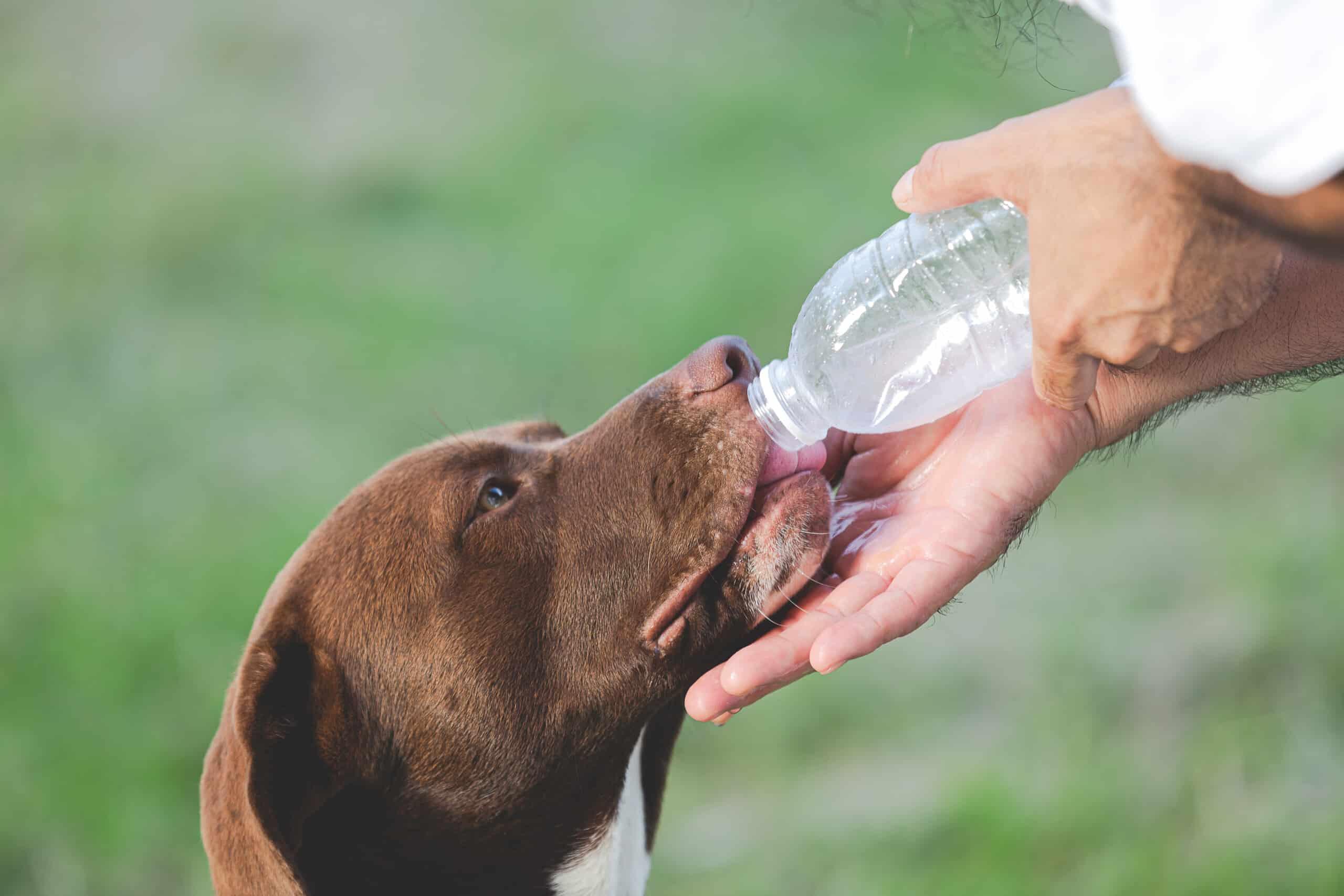 kidney insufficiency in dogs