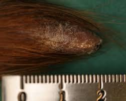 canine vasculitis ears​