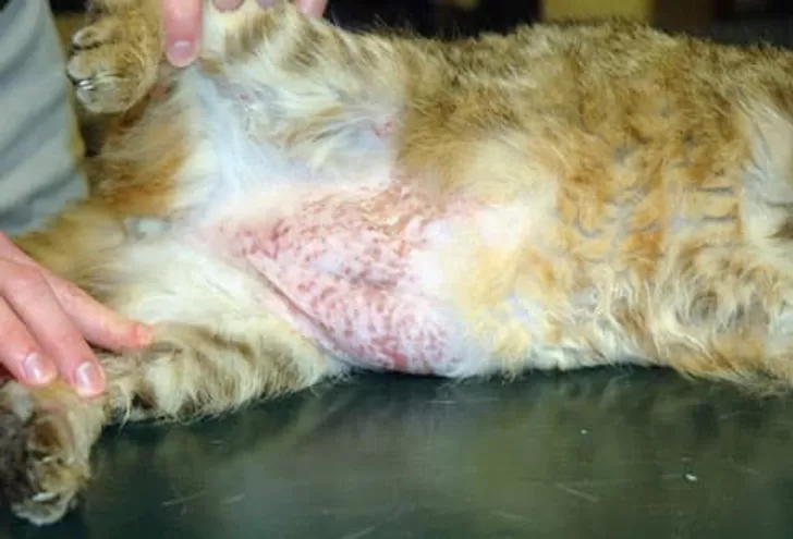 cat red skin