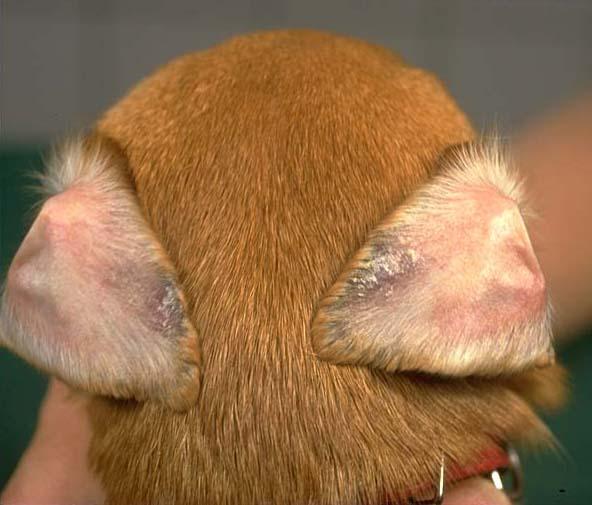 ¿Qué puedo hacer por mi perro con dermatitis de oído?