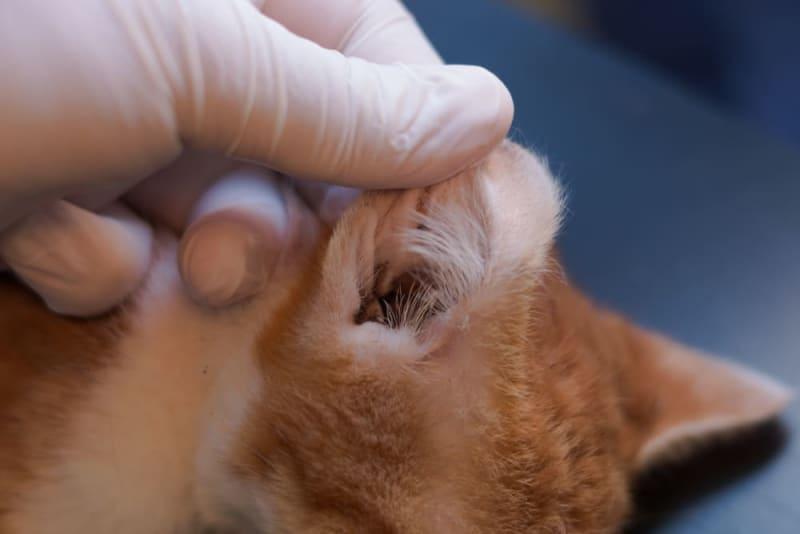 Why Do My Cat’s Ears Stink? Causes & Solutions