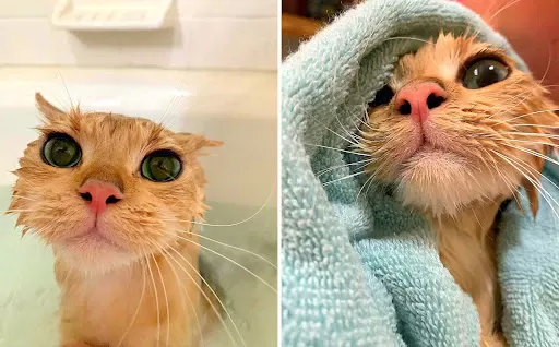 chat tremblant après le bain