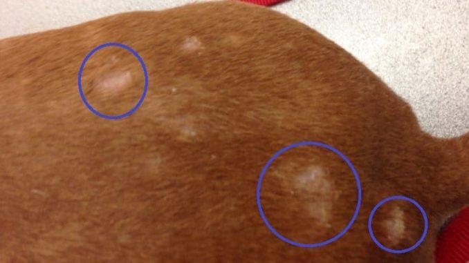 Taches chauves sur les chiens