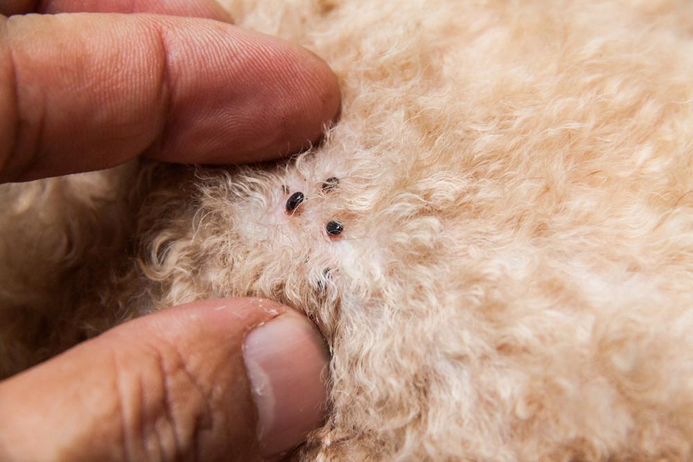 Puces sur les chiens