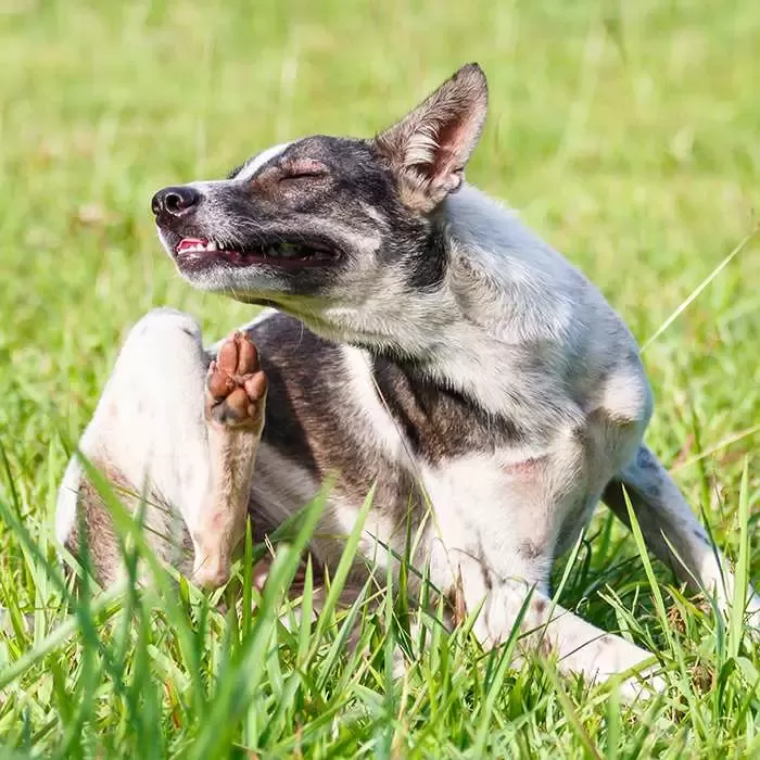 démangeaisons du chien