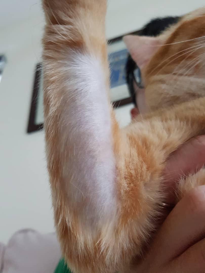 Warum hat meine Katze eine Glatze