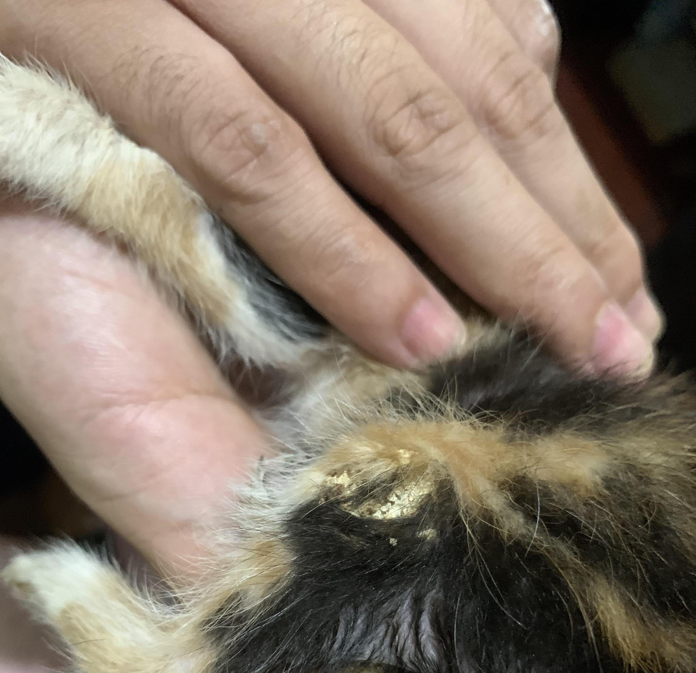 Piel de gato seca y escamosa: causas, tratamientos y cuidados en el hogar