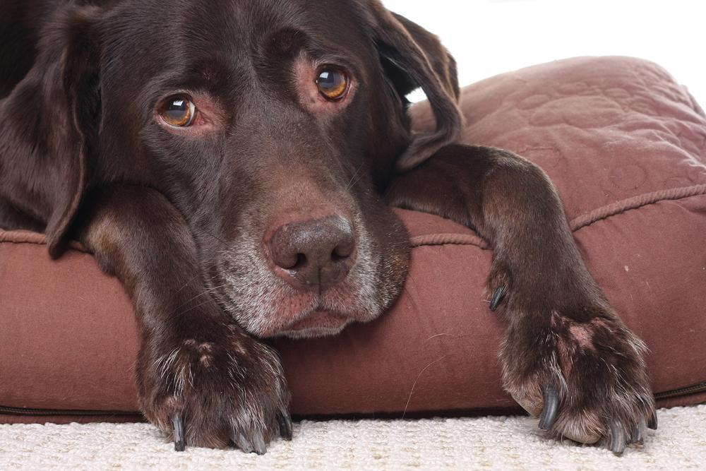 Kidney Infection in Dogs