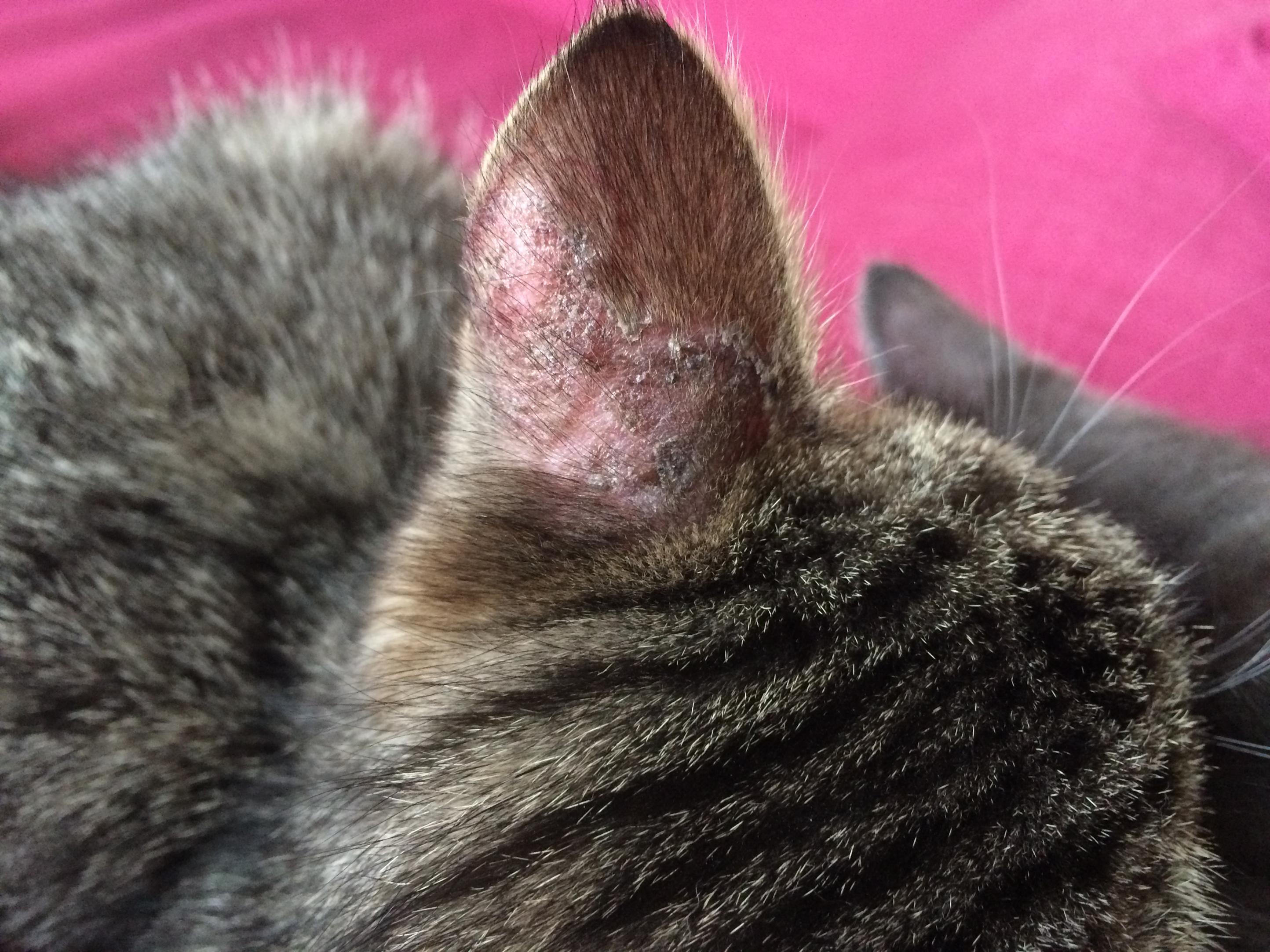 kedi kulağında saçkıran