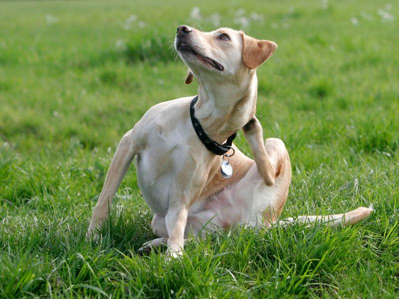 köpek tırmalama ama pire yok