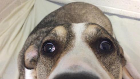nystagmus in dogs