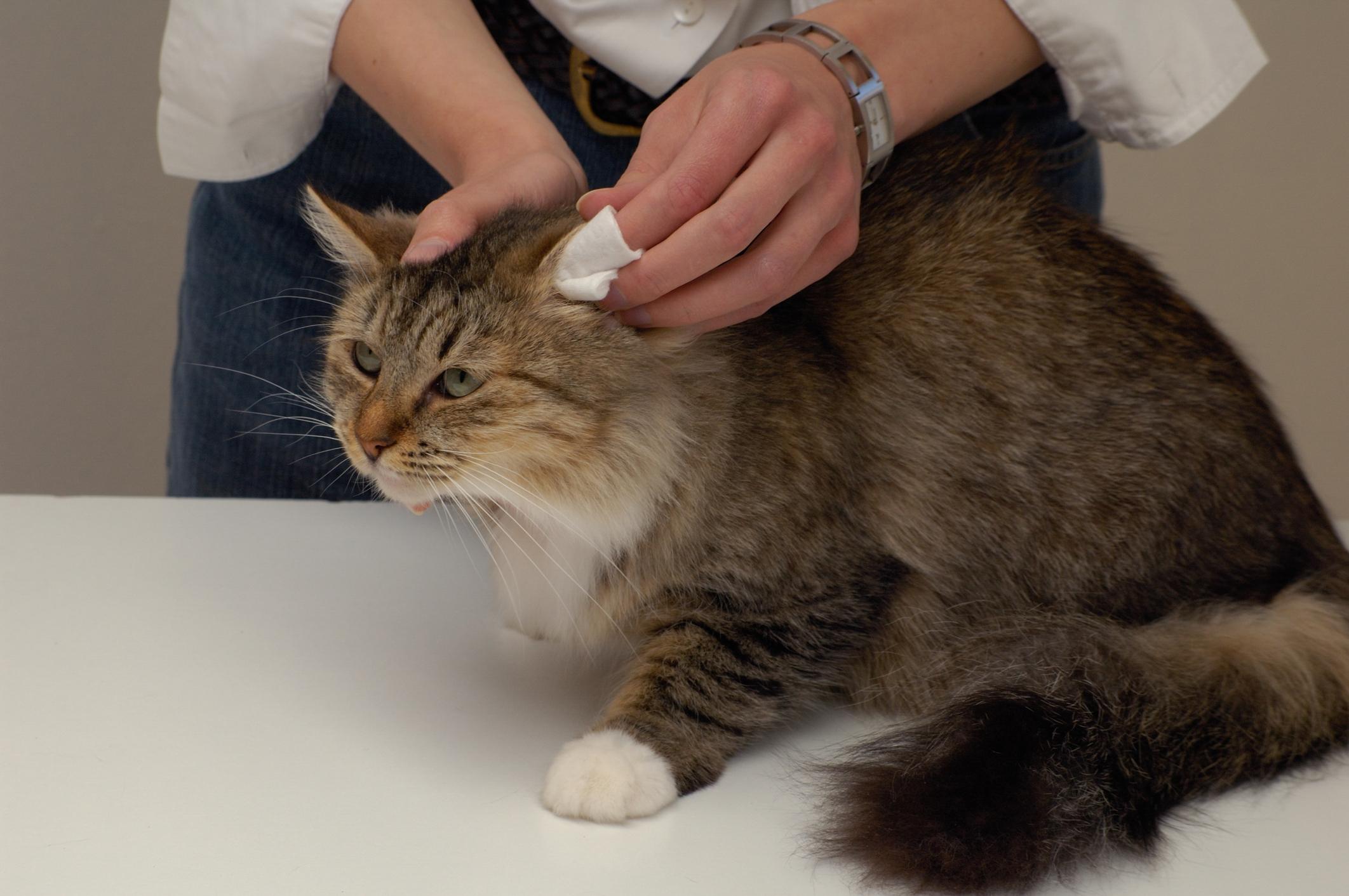 Nystagmus bei Katzen