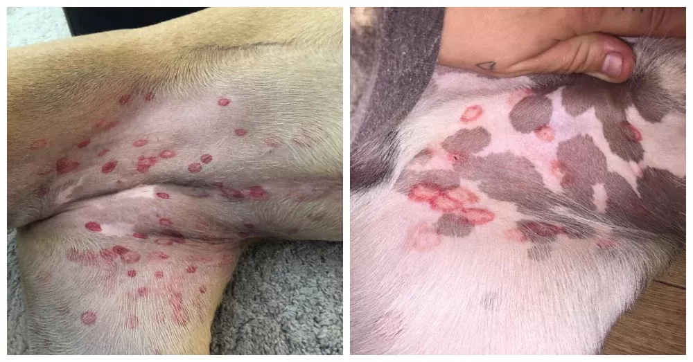 red blotches on dog's belly​