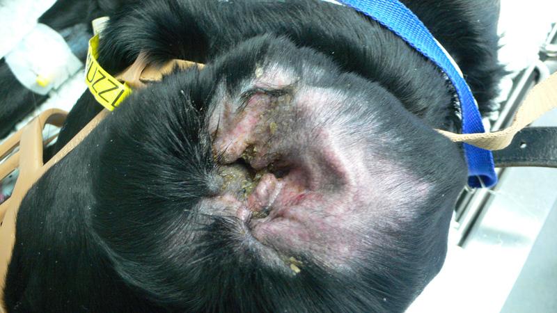 Hundeohrdermatitis