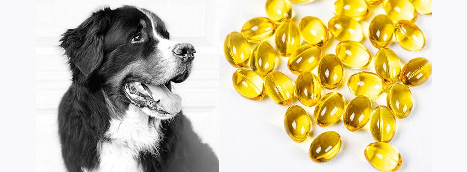 Benefícios do óleo de salmão para cães: um guia completo