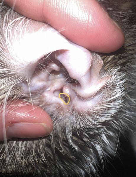 Inner Ear Problems in Cats: Causes, Symptoms, Treatment, and Prevention