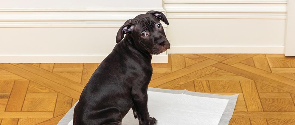 köpeklerde böbrek displazisi