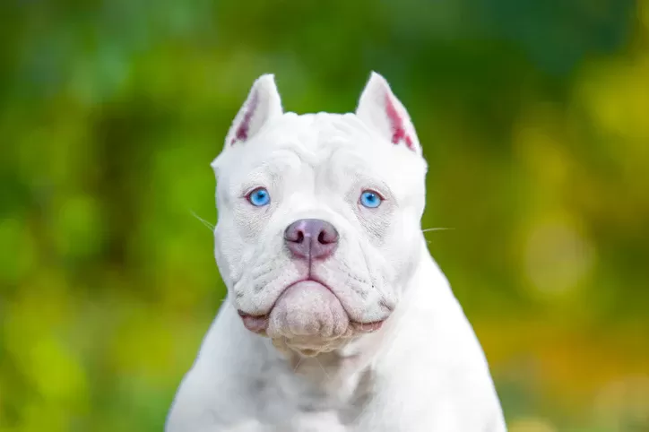 pitbull ear docking
