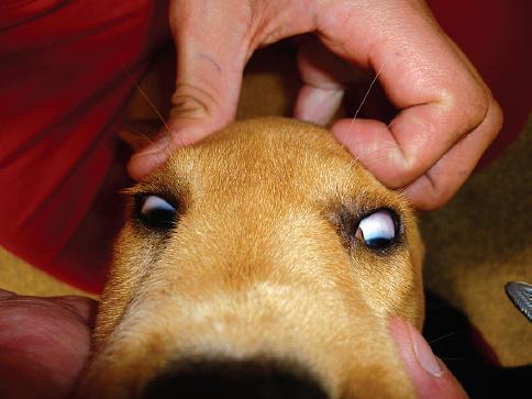 ¿Es inusual el movimiento de los ojos de tu perro? Posiblemente nistagmo