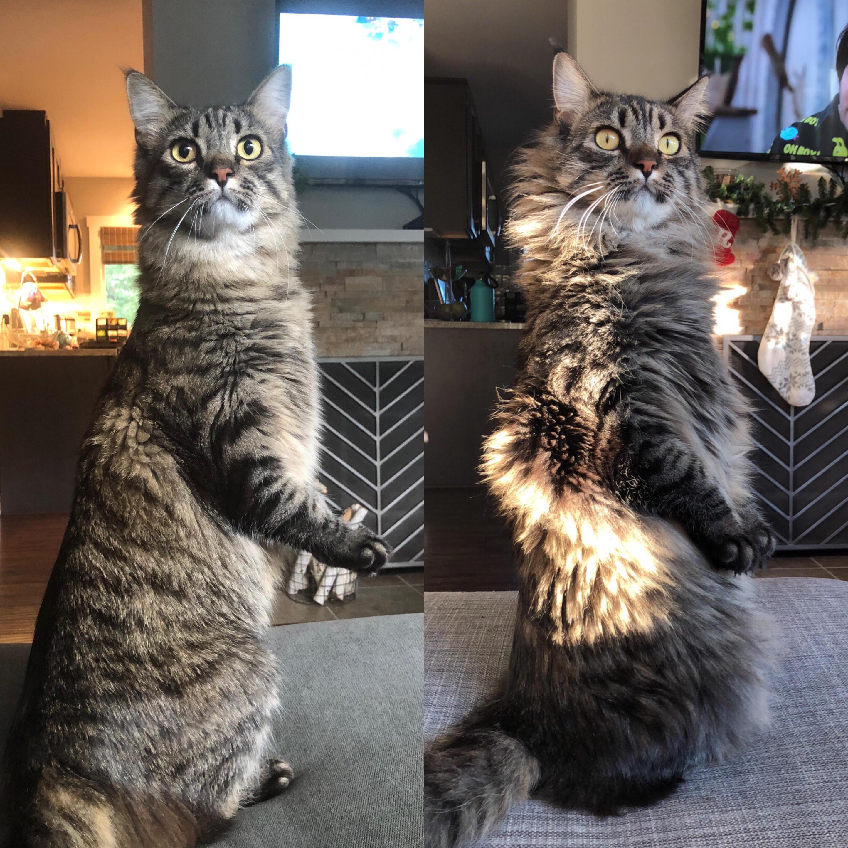 kedi kışlık mont vs yazlık mont