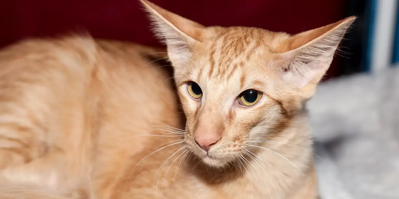 Nystagmus bei Katzen