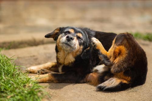 brown stuff in dogs ear​