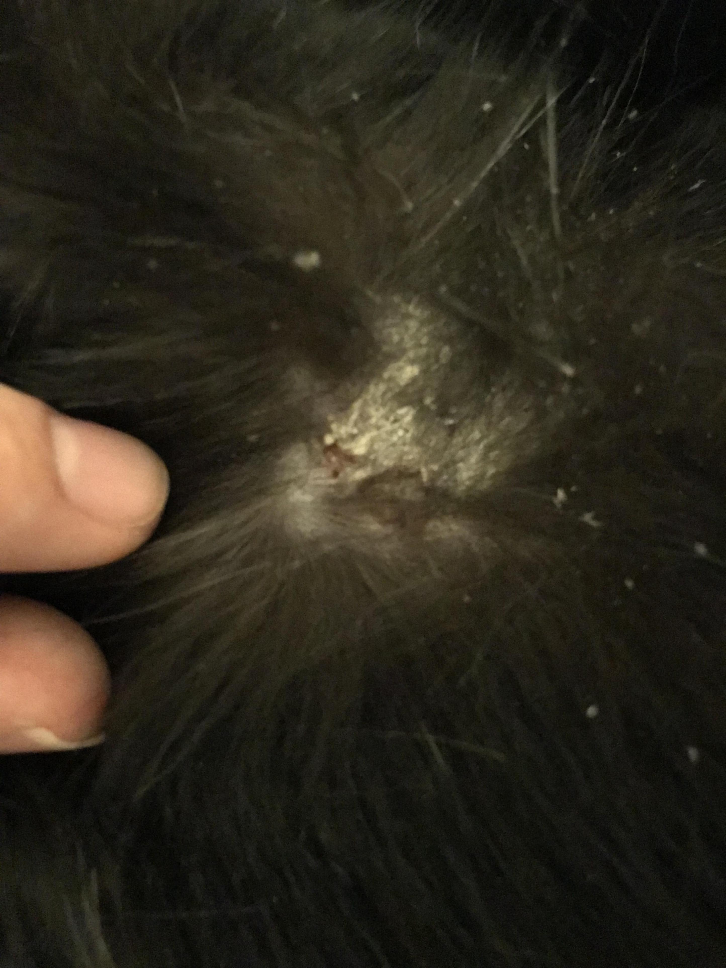 pele de gato seca escamosa