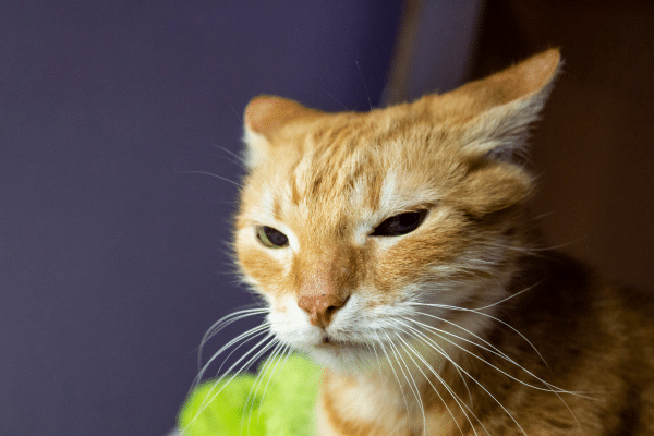 signification de la position des oreilles de chat