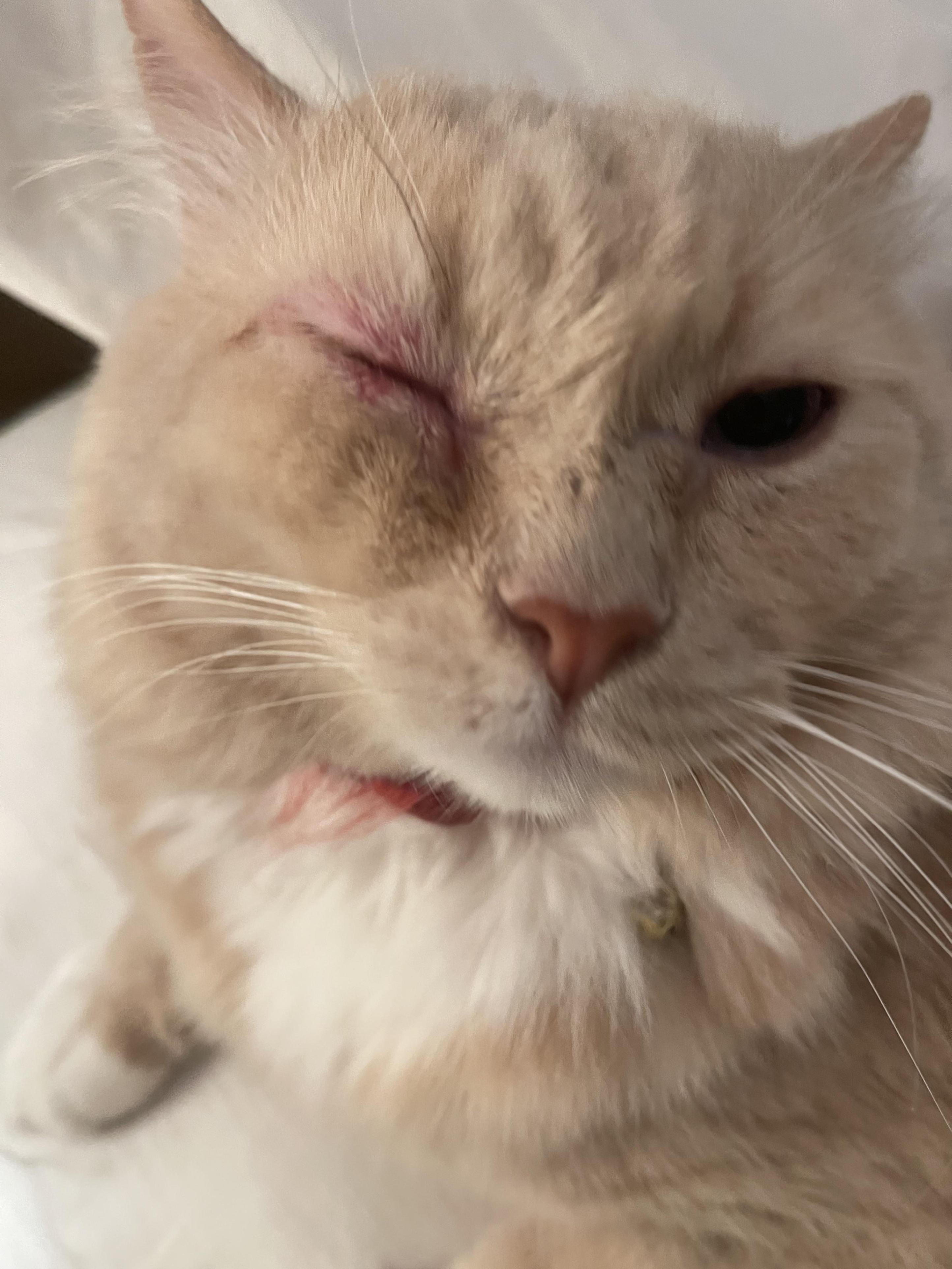 Gato tem pele sensível: 2025 As melhores dicas de cuidados