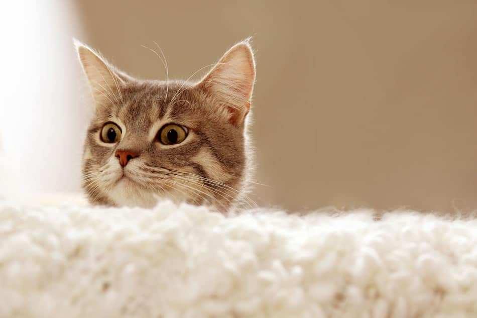 solavancos nas orelhas dos gatos no verão